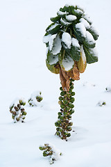 Image showing Brussels sprout in snow