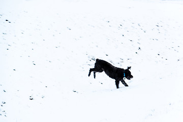 Image showing Dog jumping in snow
