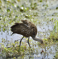 Image showing Limpkin Bird