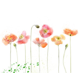 Image showing Red Poppy Flowers