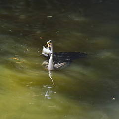 Image showing Anhinga Feeding