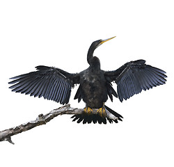 Image showing Anhinga Bird