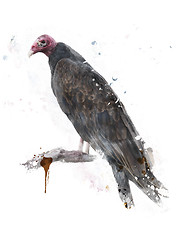 Image showing Turkey Vulture 