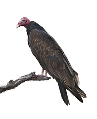 Image showing Turkey Vulture 