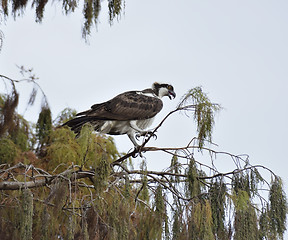 Image showing Osprey