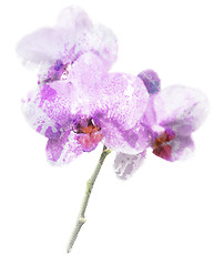 Image showing Purple Orchid Flower