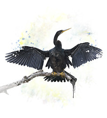 Image showing Anhinga Bird