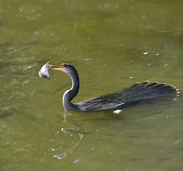 Image showing Anhinga Feeding