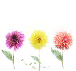 Image showing Dahlia Flowers 