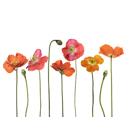 Image showing Red Poppy Flowers