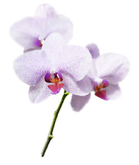 Image showing Purple Orchid Flower