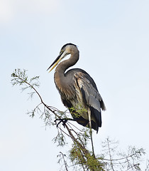 Image showing Great Blue Heron