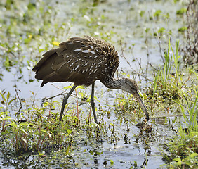 Image showing Limpkin Bird