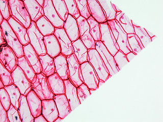 Image showing Onion epidermus micrograph