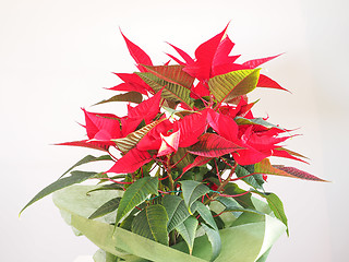 Image showing Poinsettia Christmas star