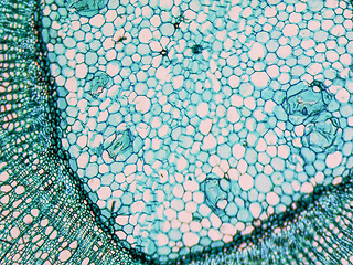 Image showing Tilia stem micrograph