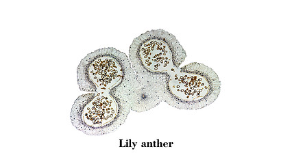 Image showing Lily anther micrograph