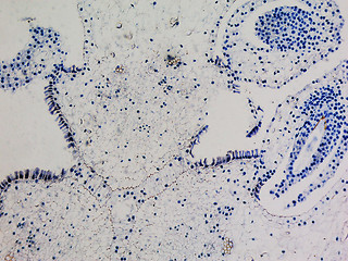 Image showing Lily ovary micrograph