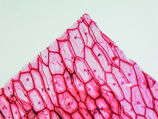 Image showing Onion epidermus micrograph