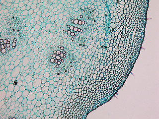 Image showing Mulberry micrograph