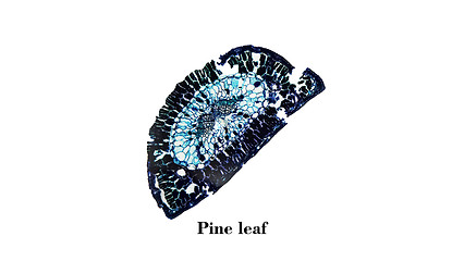 Image showing Pine leaf micrograph