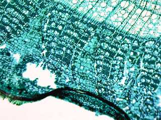 Image showing Tilia stem micrograph