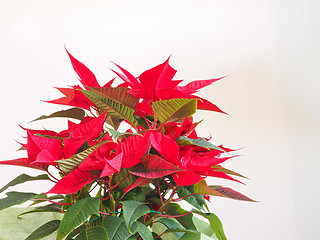 Image showing Poinsettia Christmas star