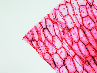 Image showing Onion epidermus micrograph