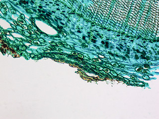 Image showing Pine Wood micrograph