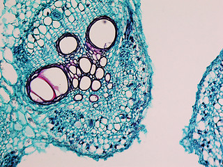 Image showing Cucurbita stem micrograph