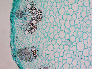 Image showing Heliansthus stem micrograph