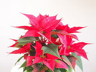 Image showing Poinsettia Christmas star