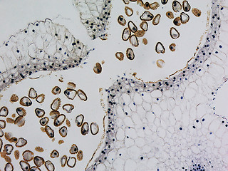 Image showing Lily anther micrograph