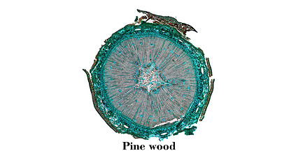 Image showing Pine Wood micrograph