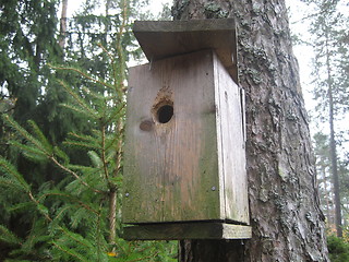 Image showing Feeding case for birds