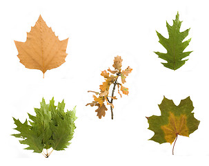 Image showing autumn leaf