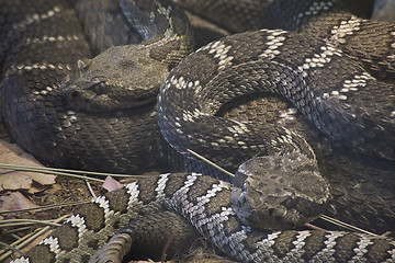 Image showing Arizona Black Rattlesnake