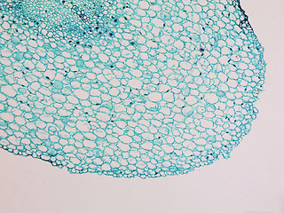 Image showing Vicia faba root micrograph