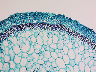 Image showing Cucurbita stem micrograph