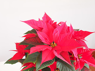 Image showing Poinsettia Christmas star