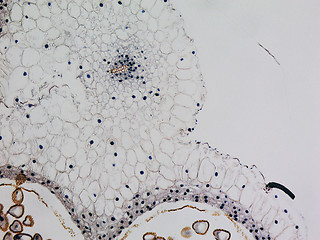 Image showing Lily anther micrograph