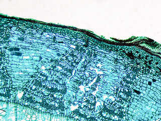 Image showing Tilia stem micrograph