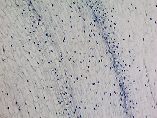 Image showing Corn root tip micrograph