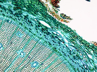 Image showing Pine Wood micrograph