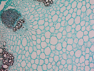 Image showing Heliansthus stem micrograph