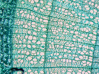 Image showing Tilia stem micrograph