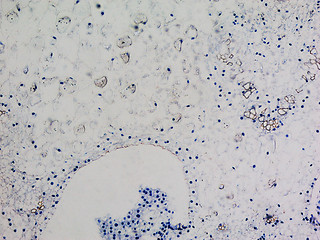 Image showing Lily ovary micrograph