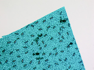 Image showing Stoma micrograph