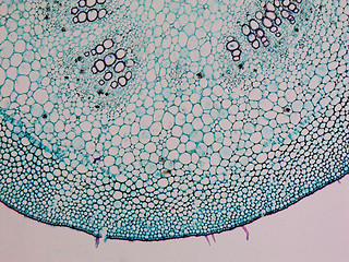 Image showing Mulberry micrograph