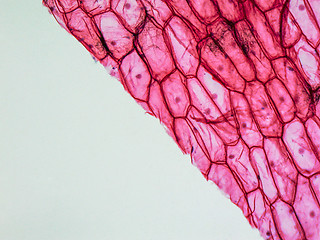 Image showing Onion epidermus micrograph